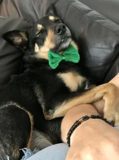 Walking dogs.. Walking dogs..