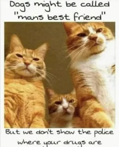 Post your jokes and humor here.