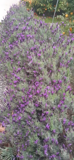 Wonderful things: Steroids and Helpers!