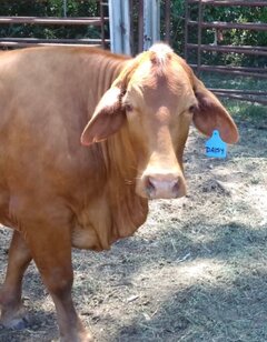 Pictures of your Norton 961 Pictures of your Norton 961